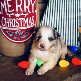 Latch x Lassie - Boy 6 - Red merle - Red merle male Border Collie puppy in Minden, Iowa from Rocking N Registered Border Collies & Labradors