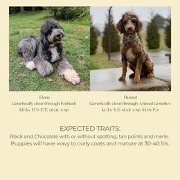Aussiedoodle puppies from Doodle Paws Pups