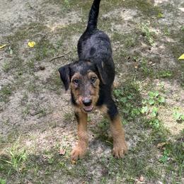 Ryan - Black and tan male Airedale Terrier puppy in Thomasville, North Carolina from Beitzel Babies