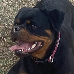 Rottweiler Puppies from Von Der Hing Rottweilers