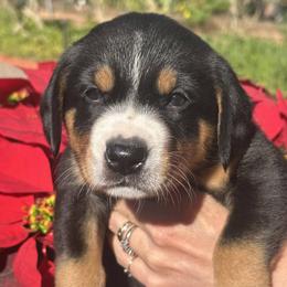 Dakota - Black white and tan female Entlebucher Mountain Dog puppy in Poway, California from Mont Blanc