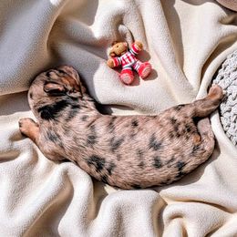 Aussiedoodle puppies from Sis' Doodles & Poodles