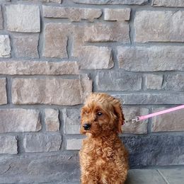 Lexi - Cavapoo