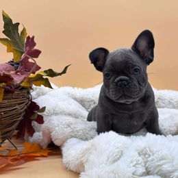 Langston - Blue male French Bulldog puppy in Wisconsin from Shameless Bulldogs LLC
