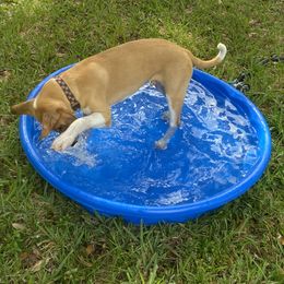 Odie - Red male Xoloitzcuintli puppy in Webster, Florida from Xcel's Xoloitzcuintli and Chinese Cresteds