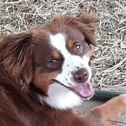 Miniature American Shepherds from Down Home Miniature American Shepherds