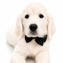 Whiskey - Light golden male Golden Retriever puppy in Chicago, Illinois from Urbane Retrievers