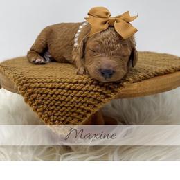 Maxine - Red  female Goldendoodle puppy in State Road, North Carolina from Must Love Doodles