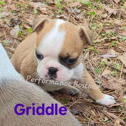 Boy 3 - Red male Boston Terrier puppy in Griffin, Georgia from Celtic Kennel Bostons