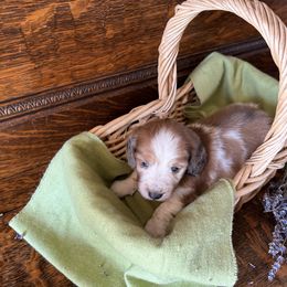 Dachshund Puppies from Brooke Brumley