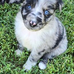 Elsa - Blue merle female Australian Shepherd puppy in Harrah, Oklahoma from Whippoorwill Aussies of Oklahoma