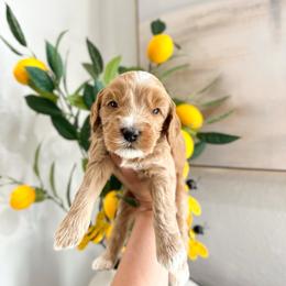 HIVE - Caramel red male Australian Labradoodle puppy in Palmdale, California from Heavenly Doodles