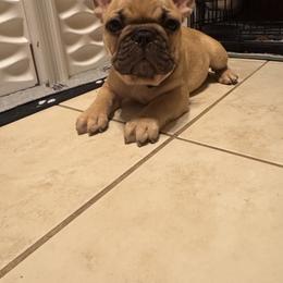 French Bulldog Puppies from Mosaic French Bulldogs