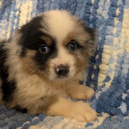 Reagan - Blue merle male Miniature American Shepherd puppy in Plant City, Florida from Osborne & Stormborn FL Kennels