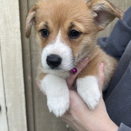 Girl 1 - White and red Pembroke Welsh Corgi puppy in Ridgeland, South Carolina from FOF Lowcountry Corgis