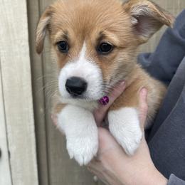 Girl 1 - White and red Pembroke Welsh Corgi puppy in Ridgeland, South Carolina from FOF Lowcountry Corgis
