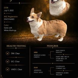 Tilly - Pembroke Welsh Corgi