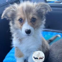 Tillie - Sable female Pembroke Welsh Corgi puppy in Casper, Wyoming from Flying Note Shorties