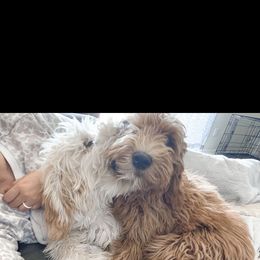 Aussiedoodle and Goldendoodle Puppies from Garside Doodles