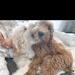 Aussiedoodle and Goldendoodle Puppies from Garside Doodles