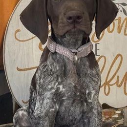 German Shorthaired Pointers from Carlee Farm
