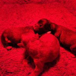 Zack AKC limited - Black and tan male Pomeranian puppy in Andrews, South Carolina from Purple Diamonds Kennel