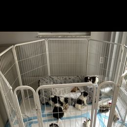 Shih Tzu Puppies from Mayra’s Shih Tzus