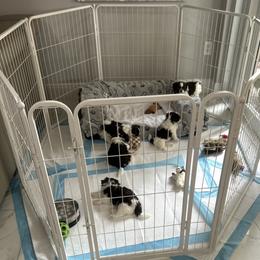 Shih Tzu Puppies from Mayra’s Shih Tzus