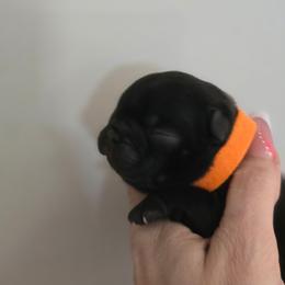 Ariel - Brindle female French Bulldog puppy in Summerville, South Carolina from Pryde French Bulldogs