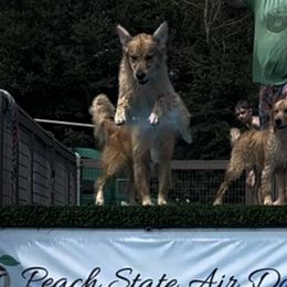 Golden Retrievers from Aveline Goldens