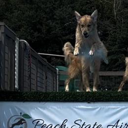 Golden Retrievers from Aveline Goldens