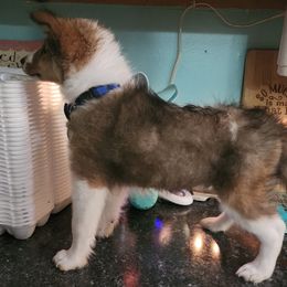 Shetland Sheepdog Puppies from DK'S Sassy River Shelties