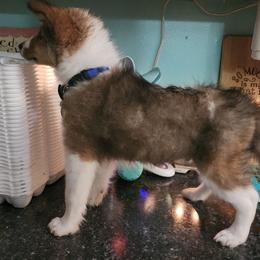 Shetland Sheepdog Puppies from DK'S Sassy River Shelties