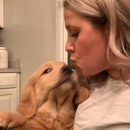 Golden Retriever Puppies from Broomfield Golden's