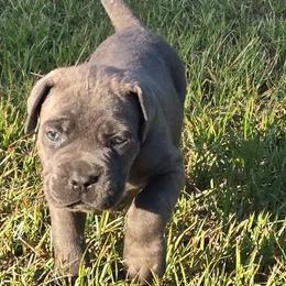 Sophia - Gray female Cane Corso puppy in Orrum, North Carolina from Dream Team Kennels
