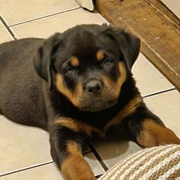 Boy2 - Black and mahogany male Rottweiler puppy in Bartonsville, Pennsylvania from Karol's Rottweilers