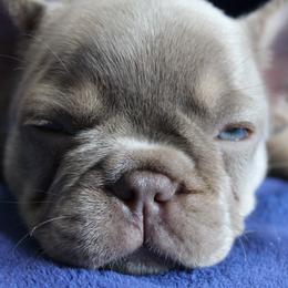 Purple-M-2026 - Black and tan female French Bulldog puppy in Attleboro, Massachusetts from R & S Frenchies