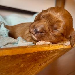 Buttercup - Red female Cavapoo puppy in Knoxville, Tennessee from Dukes Forever Doodles