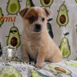 Australian Cattle Dog puppies from Rockin ND Ranch