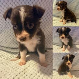 Hazel - Red tri female Toy Australian Shepherd puppy in Brooker, Florida from Honey, I Shrunk the Aussies