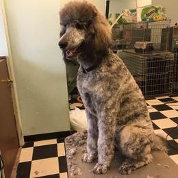 Pembroke Welsh Corgi and Poodle All Grown Up from Ivy League Poodles