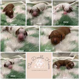 Goldendoodle Puppies from The Doodle House