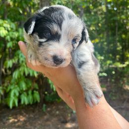 Australian Shepherd Puppies from Foxhaven Farm’s Aussies