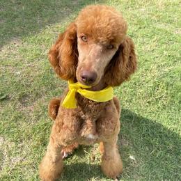 Reni - Poodle