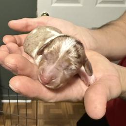 Boy 1 - Dapple male Dachshund puppy in Winchester, Kentucky from Morton’s Teenie Weenies