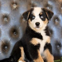 Elliot- Has A Tail - Black tri-color male Australian Shepherd puppy in Troy, South Carolina from Lana Corley- Australian Shepherds of 3/W Farms