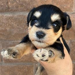Boy 4 - Black and silver male Miniature Schnauzer puppy in Avondale, Arizona from Campos Schnauzers