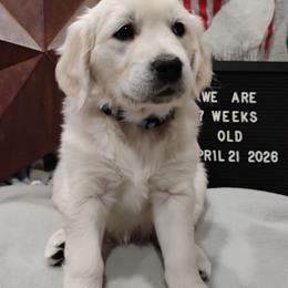 Lt blue collar girl - Light golden female Golden Retriever puppy in Rochester, Washington from Grand Mound Goldens