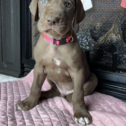 Everest - Chocolate male Great Dane puppy in Ardmore, Alabama from Delta Danes