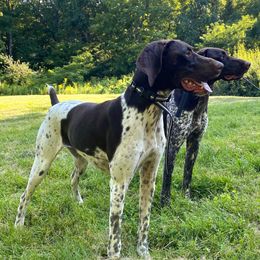 Hazel - German Shorthaired Pointer